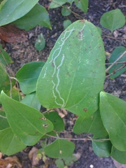 Marmara smilacisella