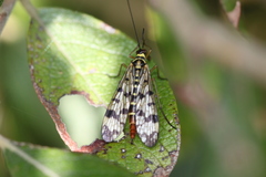 Panorpa vulgaris