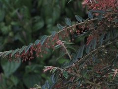 Phyllanthus salviifolius