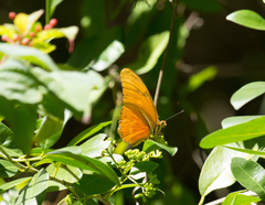 Dryas iulia