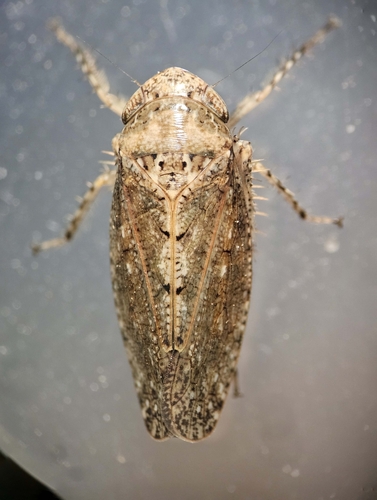 Texananus superbus