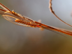 Italochrysa impar
