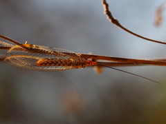 Italochrysa impar