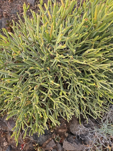 Euphorbia aphylla (Euphorbia aphylla)
