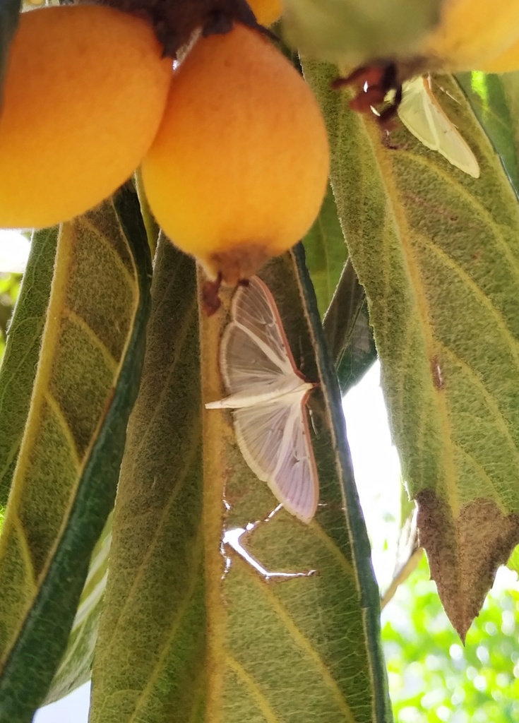 Four-spotted Palpita Moth from Tecamachalco, Pue., México on September ...