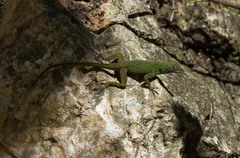 Anolis