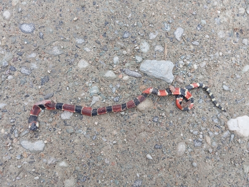 Steindachner's Coralsnake