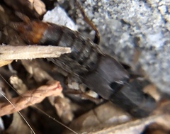 Platydracus mysticus