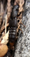 Platydracus mysticus