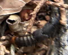 Platydracus mysticus