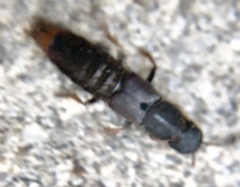Platydracus mysticus