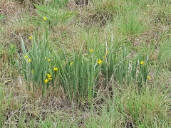 Hypoxis acuminata