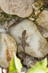 Anolis cybotes