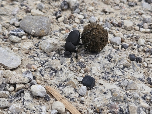 Melanocanthon nigricornis photo 5