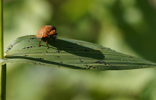 Ladybird bug