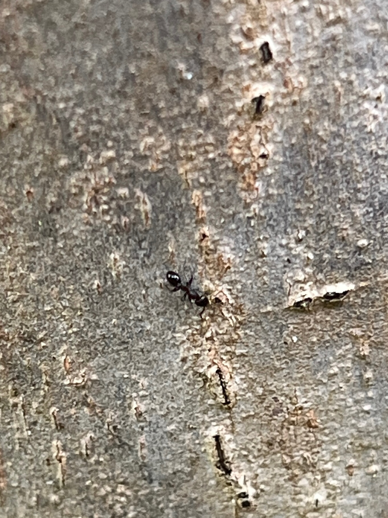Temnothorax misomoschus
