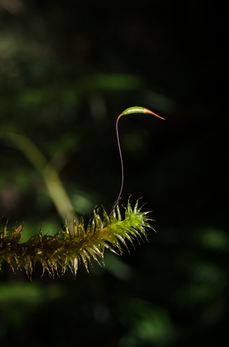 Ptychomnion cygnisetum, 2024-11-27
