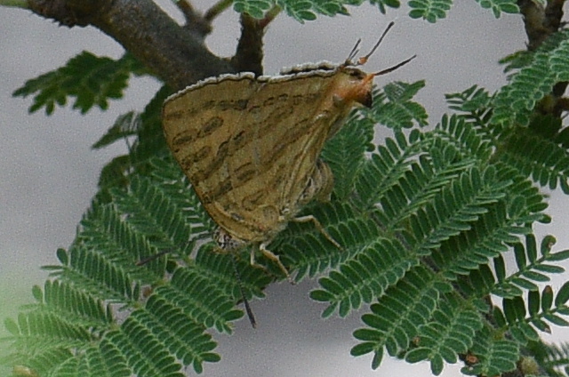 Common Shot Silverline