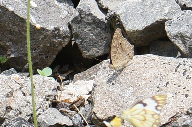 Lemon Pansy