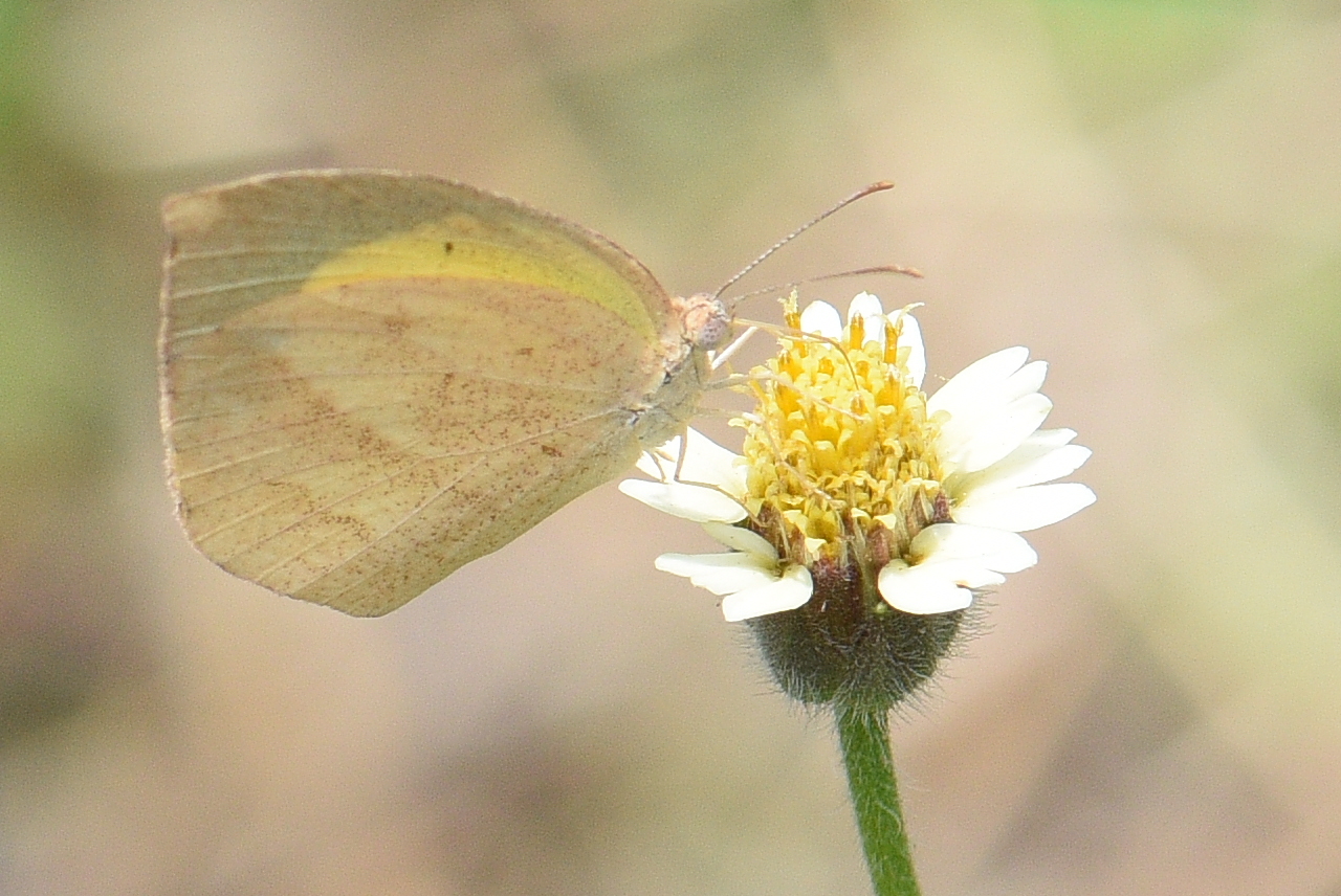 Spotless Grass Yellow