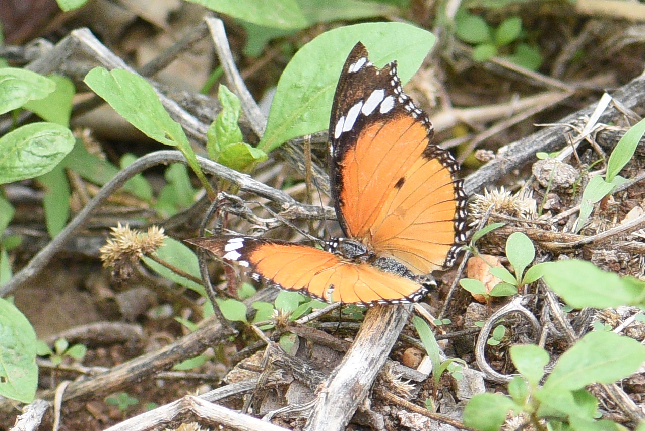 Danaid Eggfly