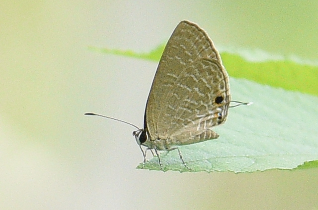 Dark Cerulean