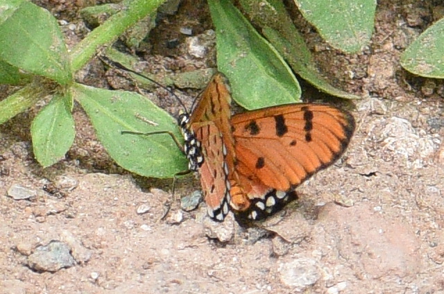 Tawny Coster