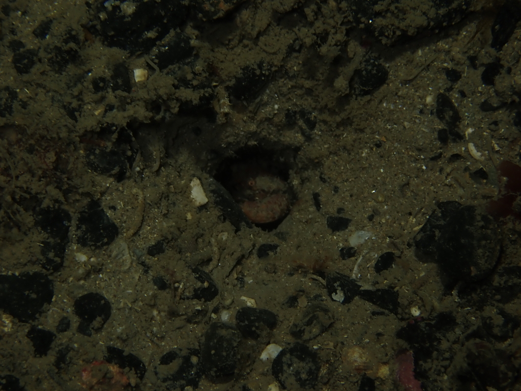 Couch's crab