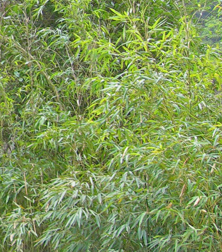 Umbrella Bamboo (Fargesia robusta)  iNaturalist