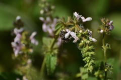Anthidium maculosum