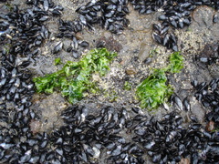 Ulvaceae
