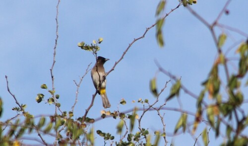 Common Bulbul (Pycnonotus barbatus), photo 9