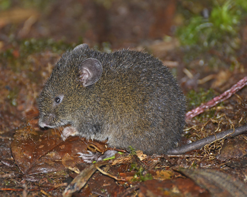 Highland Grass Mouse (Akodon aerosus) — Least Concern Mammalia