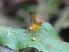 Symphyta
