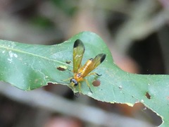 Symphyta