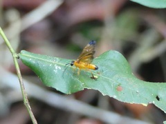 Symphyta