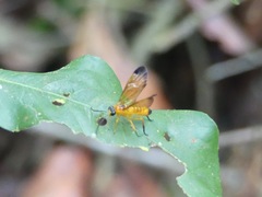 Symphyta