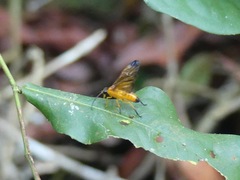 Symphyta
