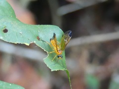 Symphyta