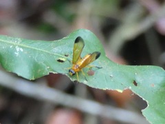 Symphyta
