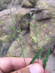 Urochloa arizonica