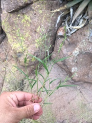 Urochloa arizonica