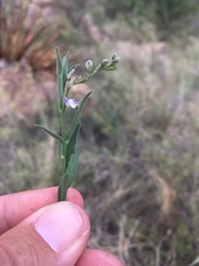 Hebecarpa barbeyana