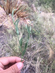 Hebecarpa barbeyana