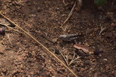 Trimerotropis thalassica