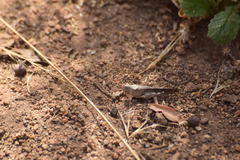 Trimerotropis thalassica