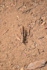 Trimerotropis thalassica