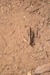 Trimerotropis thalassica