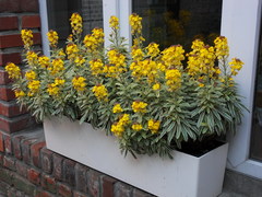 Erysimum linifolium