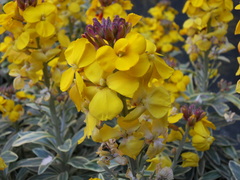 Erysimum linifolium